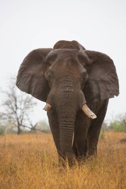 Afrika fili gün ortasında bozkırda hareket ediyor. 