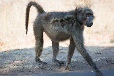 Chacma babunu ormanda dinleniyor. 