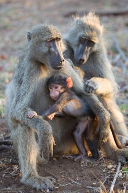 Şiddetli bir yağmur fırtınasından sonra aile şampanyası babunları birlikte rahatça oturuyorlar.
