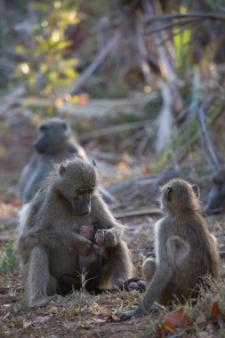 Şiddetli bir yağmur fırtınasından sonra aile şampanyası babunları birlikte rahatça oturuyorlar.