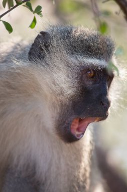 Velvet Monkey ve Chlorocebus Pygerythrus 'a yakın çekim.