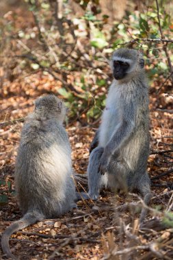 Velvet Monkeys ve Chlorocebus Pygerythrus 'un vahşi doğaya yakın çekimi.