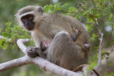 Anne Velvet Maymun 'u, Chlorocebus Pigerythrus' u ve süt yiyen bebeği yakın plan besleme.