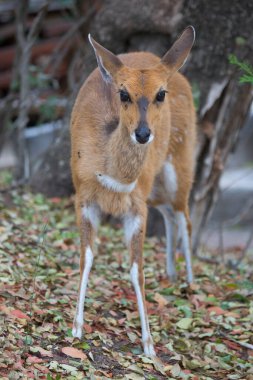 Dişi ova nyala, Tragelaphus angasii, ormanda yürüyor ve otluyor.