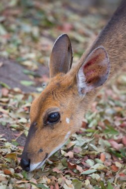 Dişi ova nyala, Tragelaphus angasii, ormanda yürüyor ve otluyor.