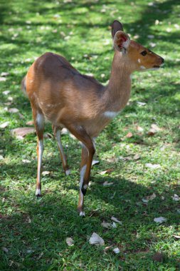 Dişi ova nyala, Tragelaphus angasii, ormanda yürüyor ve otluyor.