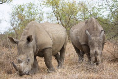 Kara gergedan, Diceros bicornis, Karoo çölü vadisinde alçak çalılıklarda yürüyor.