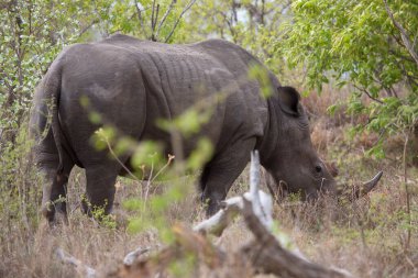 Kara gergedan, Diceros bicornis, Karoo çölü vadisinde alçak çalılıklarda yürüyor.