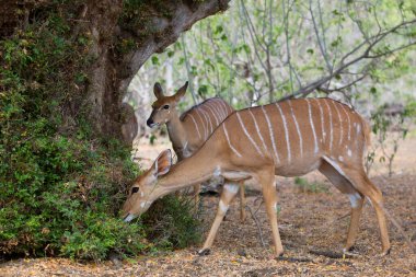 Dişi nyalas sürüsü, Tragelaphus angasii, ormanda yürüyor ve otluyor.
