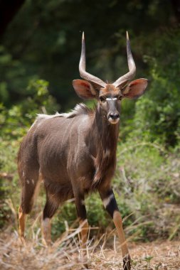 Baskın erkek ova nyalası, Tragelaphus angasii, yürüyor ve yaprakları kemiriyor.