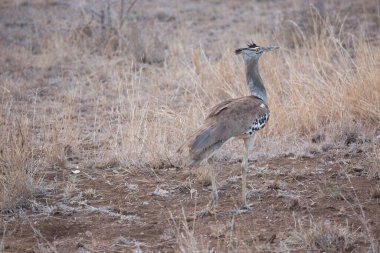 Kori Bustard, Ardeotis Kori, savanada yürüyerek yiyecek arıyor.