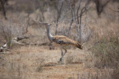 Kori Bustard, Ardeotis Kori, savanada yürüyerek yiyecek arıyor.