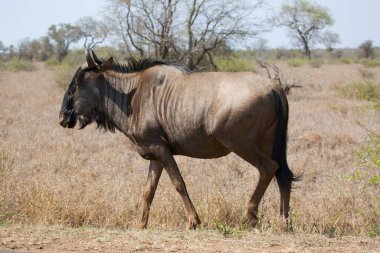 Yalnız beyaz sakallı ya da mavi antilop, Connochaetes taurinus otlaklarda yürüyor ve otluyor.