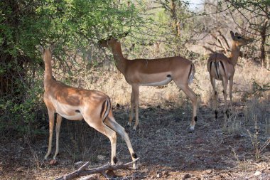 Daha büyük kadu sürüsü, Tragelaphus strepsiceros otlanıyor ve yaprakları kemiriyor.