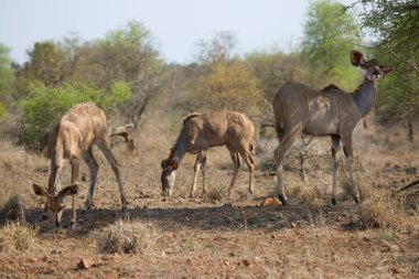 Daha büyük kadu sürüsü, Tragelaphus strepsiceros otlanıyor ve yaprakları kemiriyor.