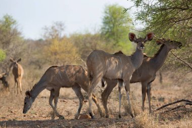 Daha büyük kadu sürüsü, Tragelaphus strepsiceros otlanıyor ve yaprakları kemiriyor.