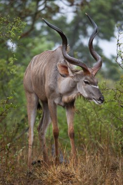 Erkek ya da boğa daha büyük kudu Tragelaphus strepsiceros 'un çalıların arasında duruşu.