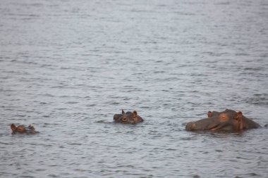 Su aygırları, su aygırı amfibik, suyun altında dinleniyor ama çevreyi gözlüyor. 