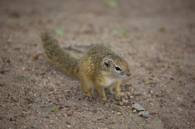 Yakın doğu gri sincap, Sciurus carolinensis, orman zemininde yürüyor.