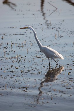 Büyük balıkçıl, Ardea alba, balık avlamak için nehirde yüzer.