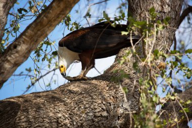 Afrika balık kartalı, Haliaeetus vocifer, ağaçta oturuyor.