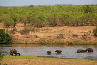 Afrika savanası filleri gündüz vakti nehri geçiyor 