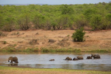 Afrika savanası filleri gündüz vakti nehri geçiyor 