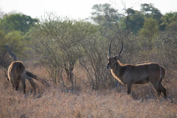 Δύο Αρσενικά Waterbuck Kobus Ellipsiprymnus Που Στέκονται Στη Σαβάνα — Φωτογραφία Αρχείου