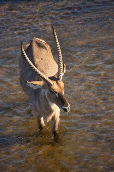 Männlicher Wasserbock Kobus Ellipsiprymnus Läuft Durch Den Fluss — Stockfoto