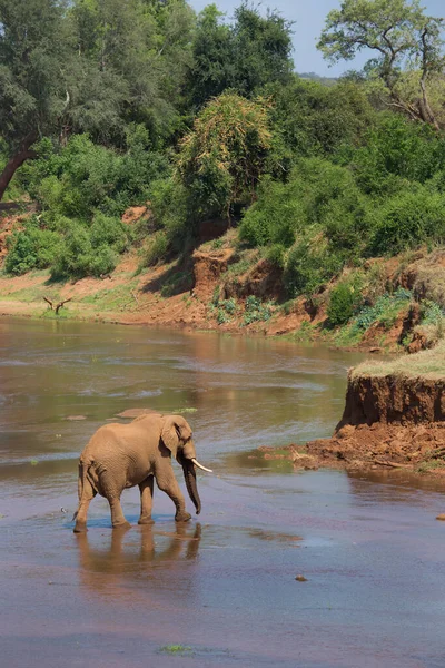 Afrikai Szavanna Elefánt Átkelés Folyón Nappal — Stock Fotó
