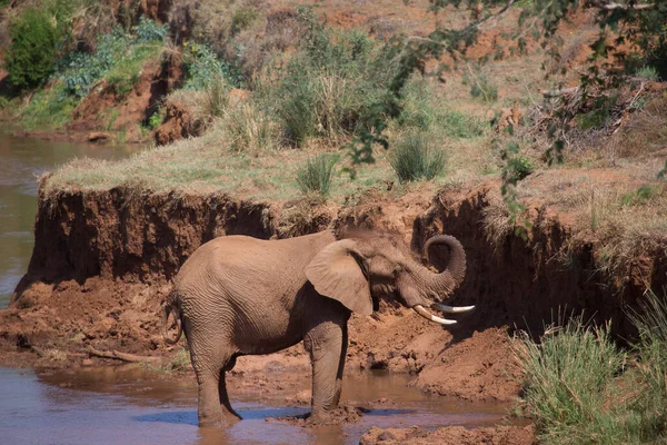 Afrikai Szavanna Elefánt Átkelés Folyón Nappal — Stock Fotó