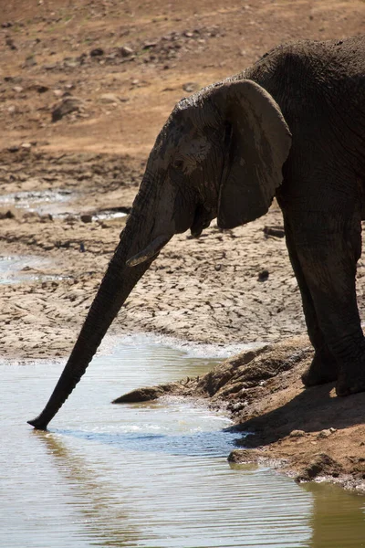 Взрослый Африканский Саванна Слон Питьевой Воды Реки Дневное Время — стоковое фото