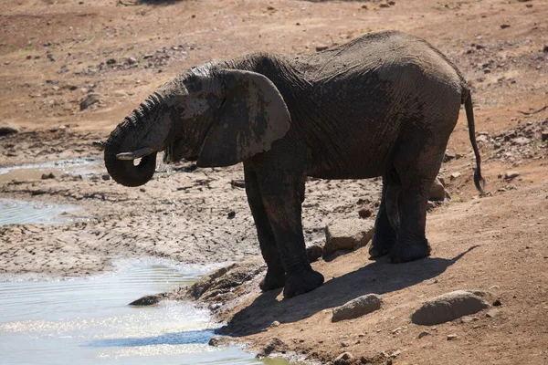 Afrikanischer Savannenelefant Trinkt Tagsüber Wasser Aus Fluss — Stockfoto
