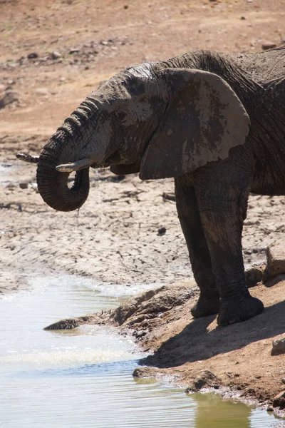 Éléphant Savane Africaine Adulte Buvant Eau Rivière Jour — Photo