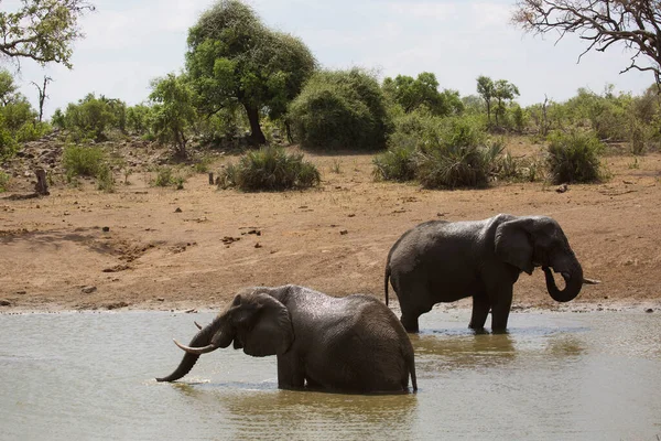 Afrikai Szavanna Elefántok Átkelnek Folyón Nappal — Stock Fotó