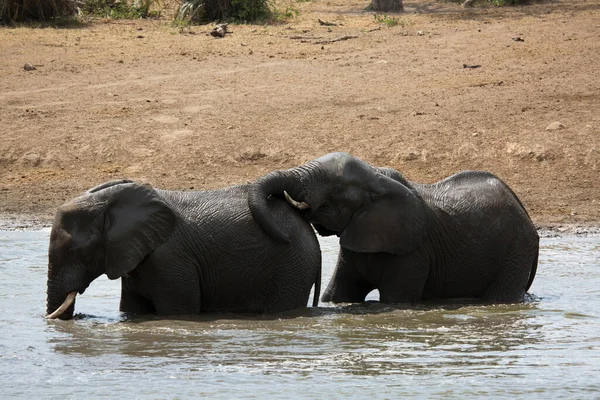 Éléphants Savane Afrique Traversant Rivière Jour — Photo