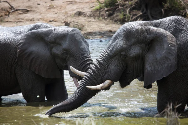 Éléphants Savane Afrique Traversant Rivière Jour — Photo