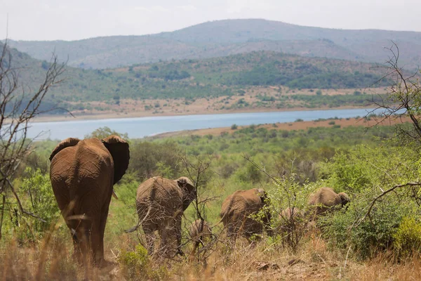 Afrikai Szavanna Elefántok Csordája Napközben Legelőn — Stock Fotó