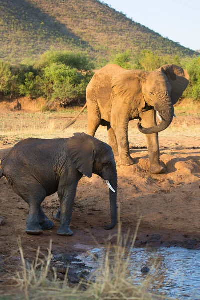 Família Elefantes Africanos Caminhando Savana Durante Dia — Fotografia de Stock