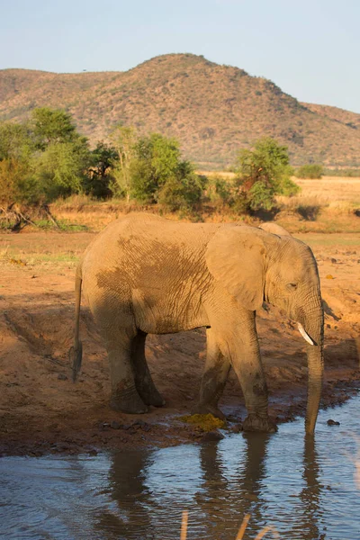 Взрослый Африканский Саванна Слон Питьевой Воды Реки Дневное Время — стоковое фото