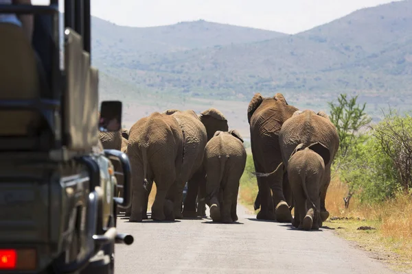 Daytime Shot African Savanna Elephants Walking Road — Stock Photo, Image
