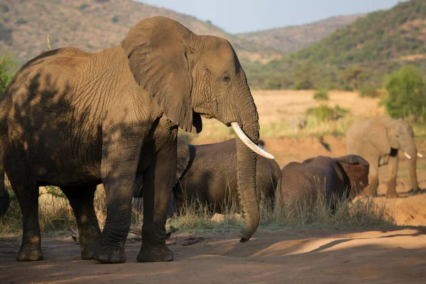 Foto Diurna Elefantes Africanos Savanna — Foto de Stock