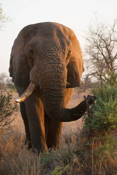 Duża Afrykańska Sawanna Słoń Jedzący Rośliny Pastwisku — Zdjęcie stockowe