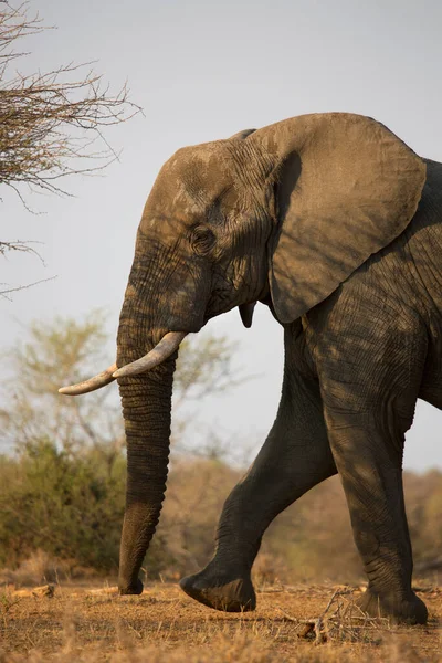 Afrikanischer Elefant Wandert Tagsüber Durch Savanne — Stockfoto