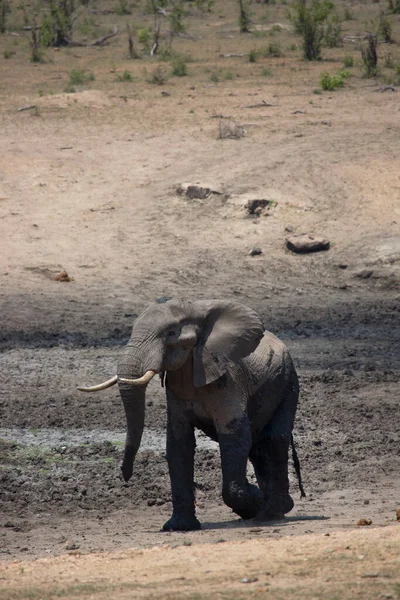 Afrikanischer Elefant Wandert Tagsüber Durch Savanne — Stockfoto