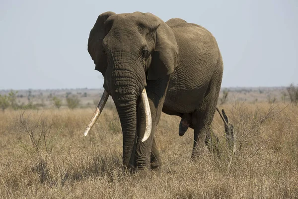 Elefante Africano Moviéndose Través Sabana Durante Día — Foto de Stock