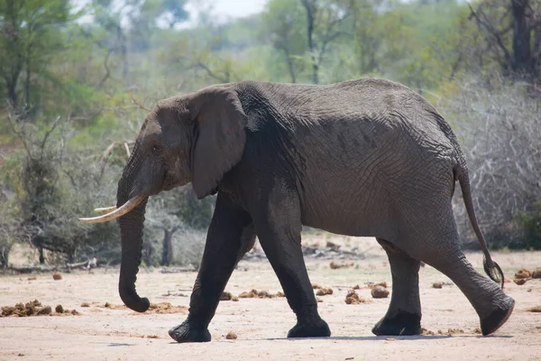 Elefante Africano Moviéndose Través Sabana Durante Día — Foto de Stock