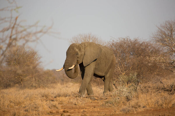 African elephant moving across savanna at daytime