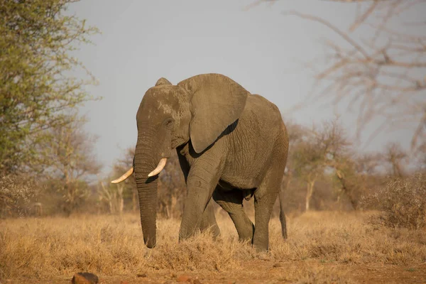 Słoń Afrykański Poruszający Się Sawannie Ciągu Dnia — Zdjęcie stockowe