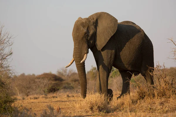 Big African Savanna Elephant Eating Plants Pasture — Stock Photo, Image